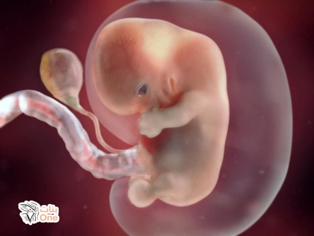 مراحل تكوين الجنين داخل الرحم بالتفصيل  