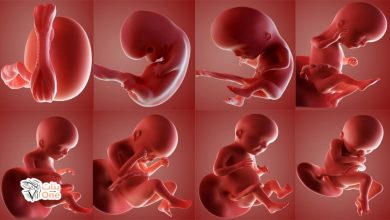 مراحل تكوين الجنين داخل الرحم بالتفصيل  