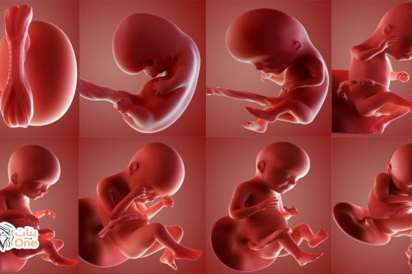 مراحل تكوين الجنين داخل الرحم بالتفصيل بنات One