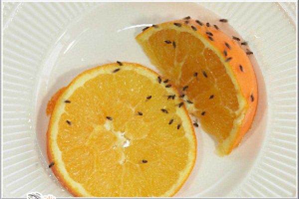 طرق التخلص من ذباب الفاكهة  