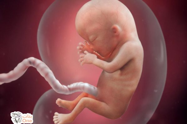 نمو الجنين في الشهر الرابع من الحمل  