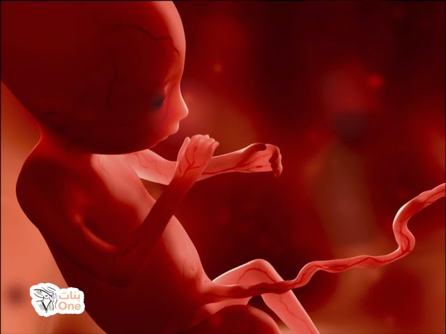 نمو الجنين في الشهر الرابع من الحمل  