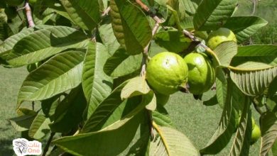 فوائد ورق الجوافة المتعددة  