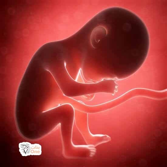 شكل الجنين في الشهر السادس ومراحل تطوره  