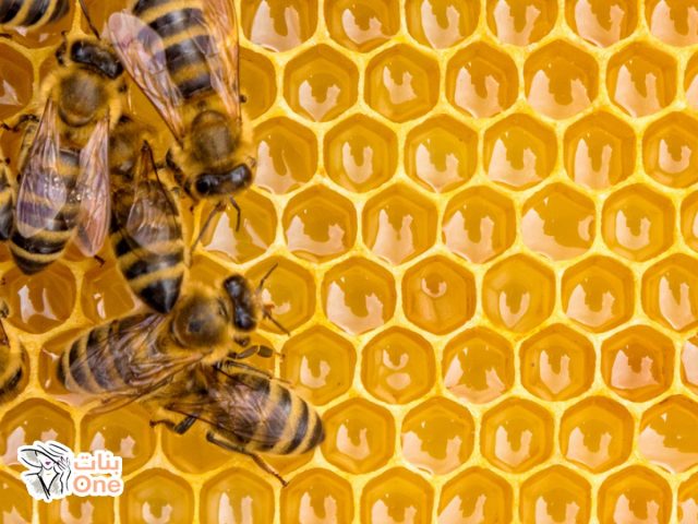 فوائد عسل النحل للجسم  