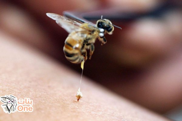 فوائد قرص النحل في علاج الأمراض  