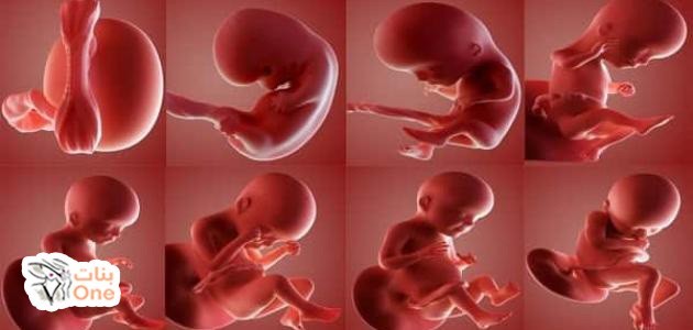 شكل الجنين في الشهر الثاني من الحمل  