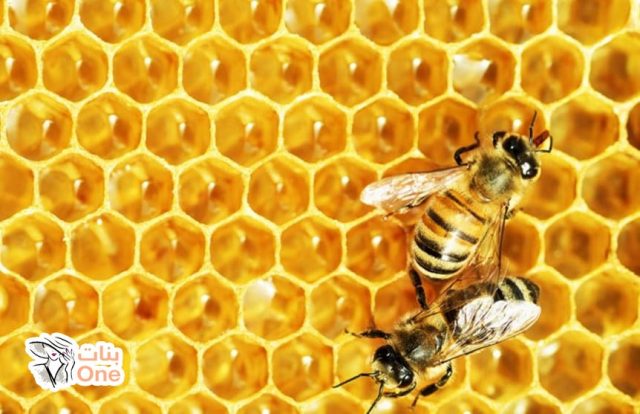 ما هي فوائد صمغ النحل الطبية؟  