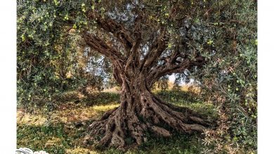 ما فوائد شجرة الزيتون  