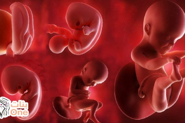 تطورات نمو الجنين في الاسبوع التاسع  