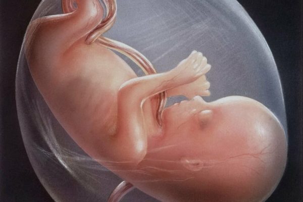 وضعية الجنين في الشهر السادس البنات الواحدة