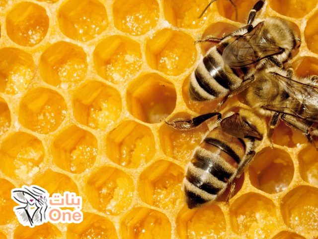 فوائد غذاء ملكات النحل للجسم وللنساء  