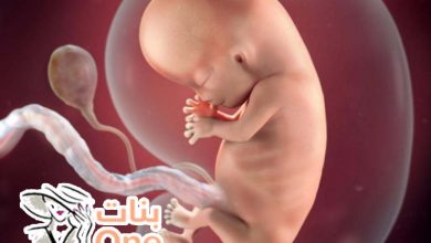 تطورات نمو الجنين في الاسبوع الثامن  