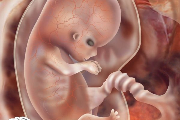 تطورات نمو الجنين في الشهر الثالث  