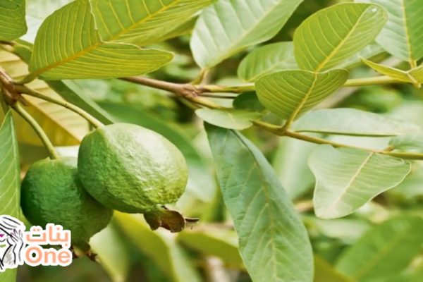 ما هي فوائد ورق الجوافة  