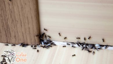 طرق التخلص من النمل في البيت  