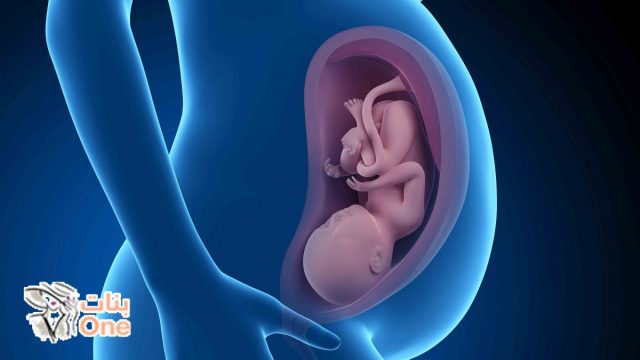اعراض موت الجنين في الشهر الثالث  