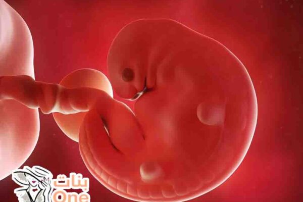 حجم الجنين في الشهر الثاني ومعدل نموه  