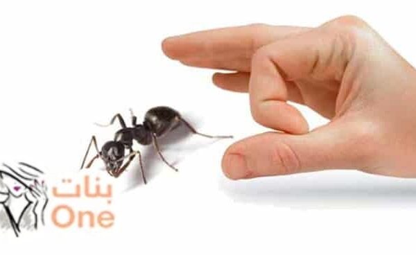 طريقة مكافحة النمل الأبيض في المنزل  
