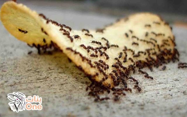 سبب وجود النمل في المنزل  