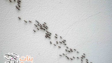 سبب وجود النمل في المنزل  