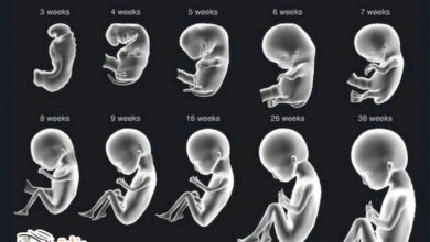 مراحل تكوين الجنين بالتفصيل  
