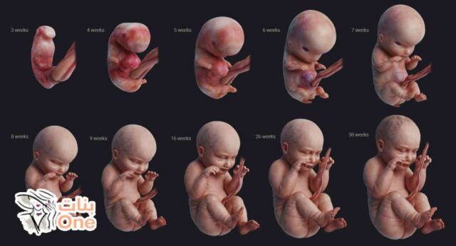 مراحل تطور الجنين بالسونار  