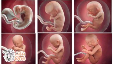 مراحل تطور الجنين بالسونار  